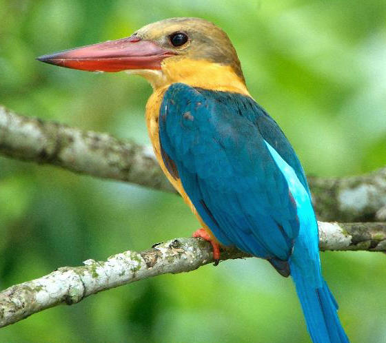 Image of a bird found at Sungei Buloh